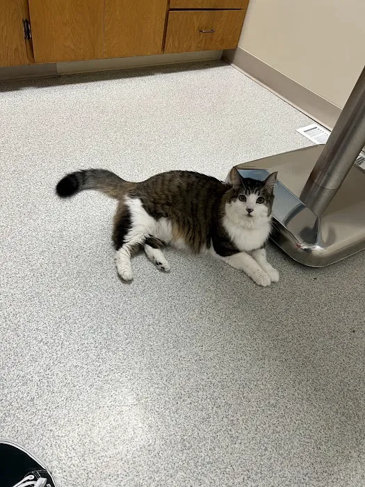 Lake Forest Park Animal Hospital Picture 6