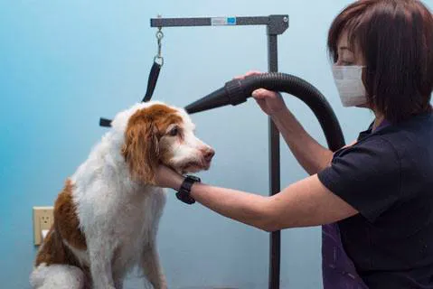 Finn Hill Animal Hospital Kirkland WA Picture 5
