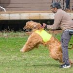 Finn Hill Animal Hospital Kirkland WA