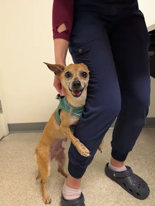 Shoreline Central Animal Hospital Picture 3