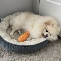 Shoreline Central Animal Hospital ico