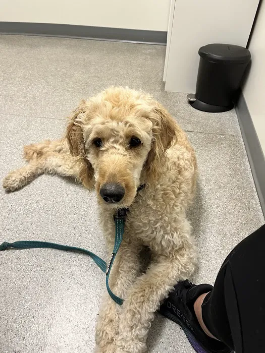 Shoreline Central Animal Hospital Picture 6