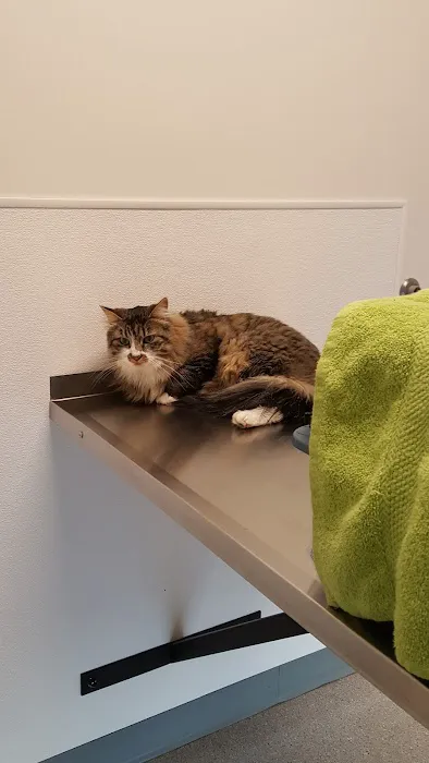 Shoreline Central Animal Hospital Picture 8