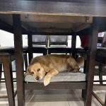 Firestone Animal Hospital