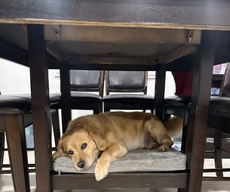 Firestone Animal Hospital