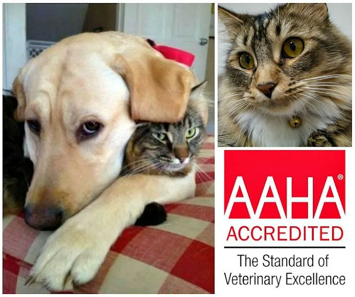 Firestone Animal Hospital Picture 6