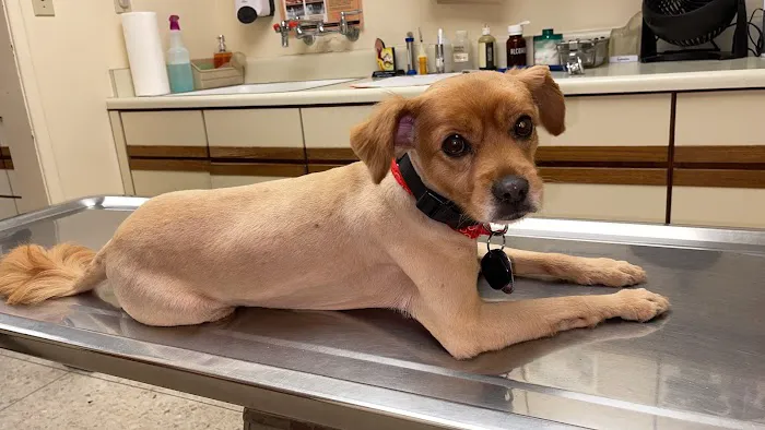 Thomas Veterinary Hospital Picture 1