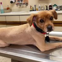 Thomas Veterinary Hospital ico