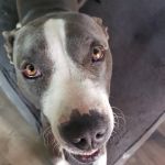 Banfield Pet Hospital