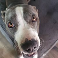 Banfield Pet Hospital ico