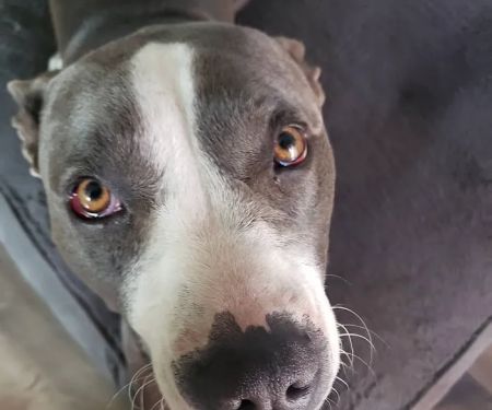 Banfield Pet Hospital