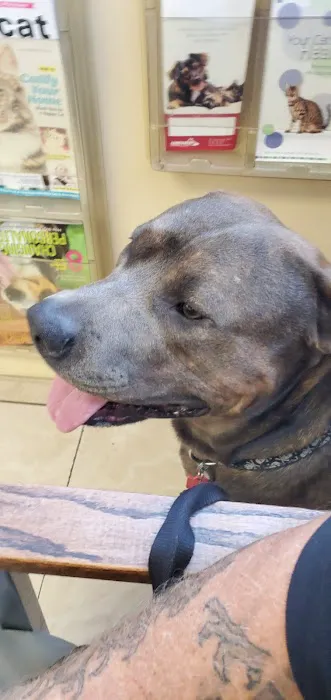 Downey Veterinary Hospital Picture 7