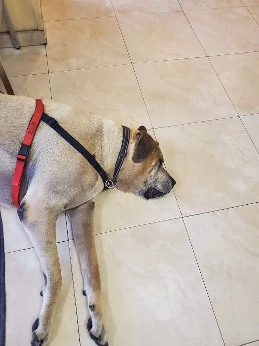 Downey Veterinary Hospital Picture 10