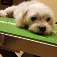Downey Veterinary Hospital ico