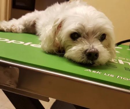 Downey Veterinary Hospital