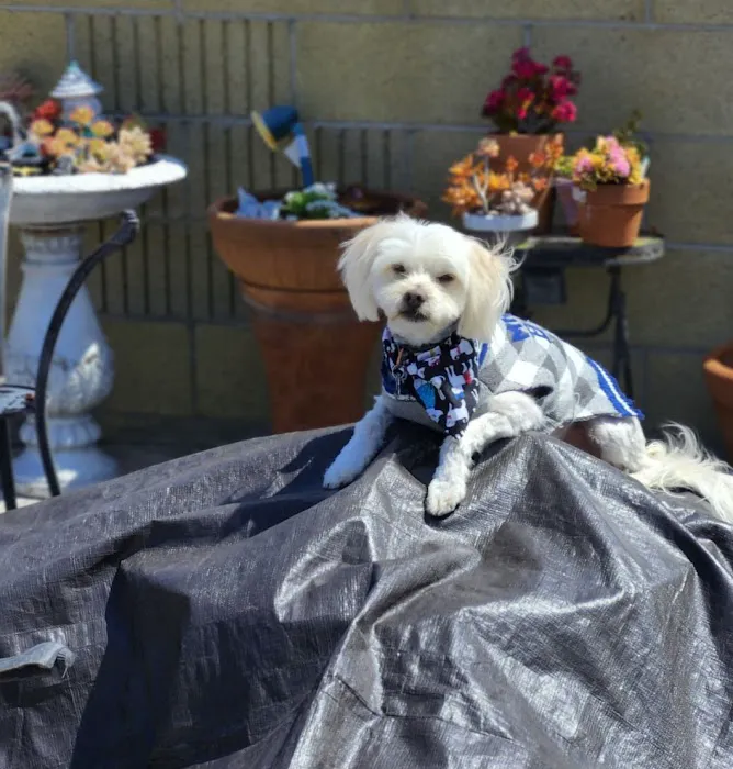 Downey Veterinary Hospital Picture 6