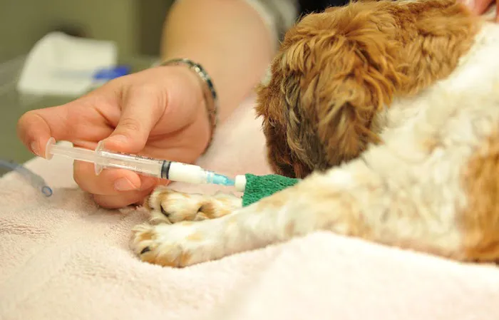 Ashton Animal Hospital Picture 5