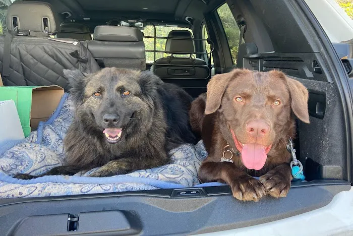 Above & Beyond Pet Care Clinic Picture 4