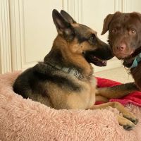 Above & Beyond Pet Care Clinic ico