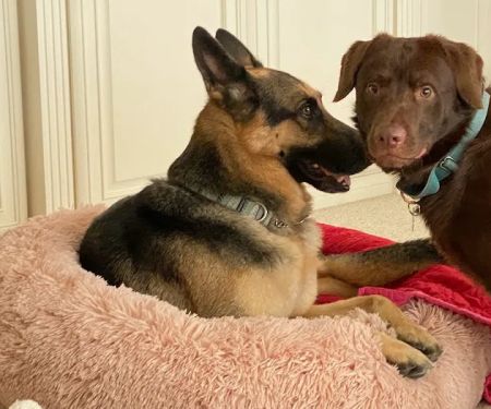 Above & Beyond Pet Care Clinic