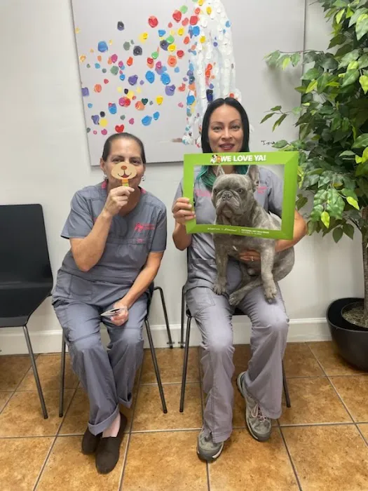After Hours Animal Hospital Picture 6