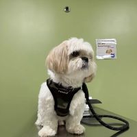 Norwalk Animal Hospital ico