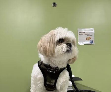 Norwalk Animal Hospital