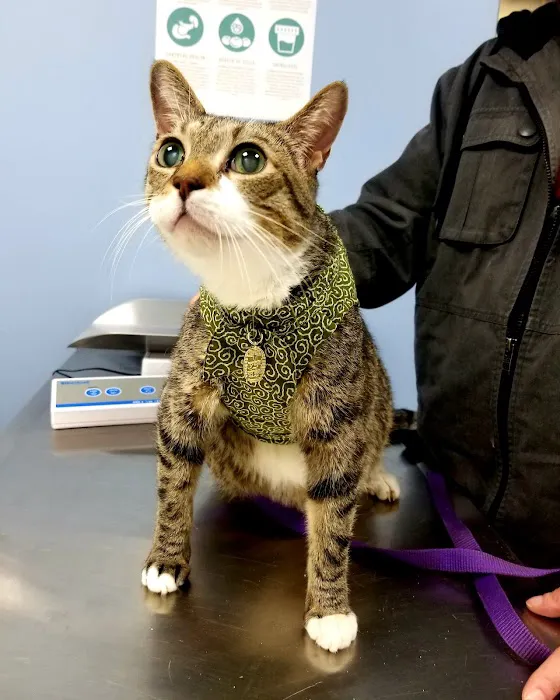 Norwalk Animal Hospital Picture 7