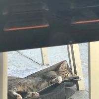AM PM Spay & Neuter Clinic ico