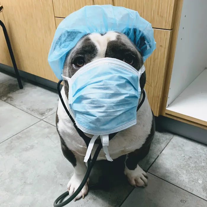 AM PM Ideal Pet Care Picture 10