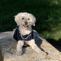 Aspire Veterinary Center ico