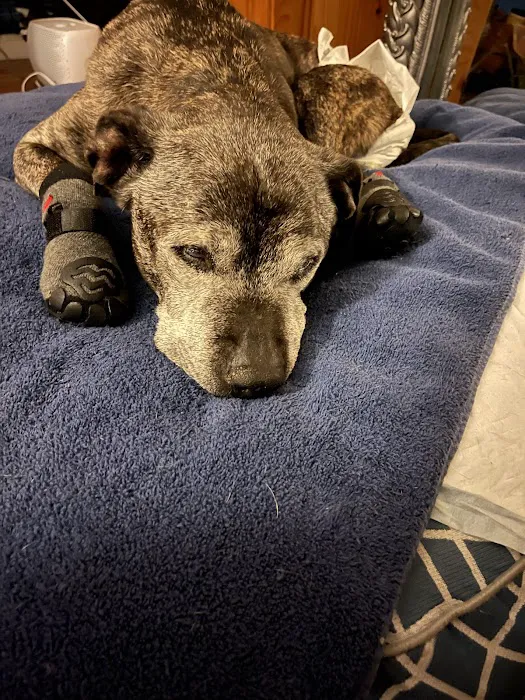 Aspire Veterinary Center Picture 10