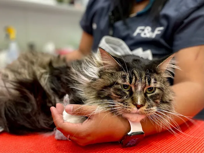 Felix&Fido Veterinary Care - Issaquah Picture 2