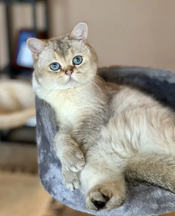 Meadows Cat Hospital Picture 6