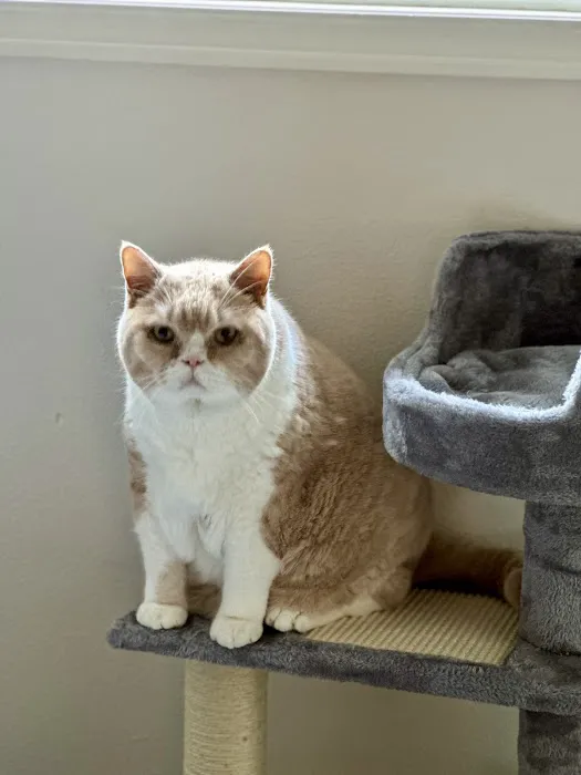 Meadows Cat Hospital Picture 4