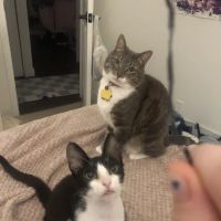 Meadows Cat Hospital ico