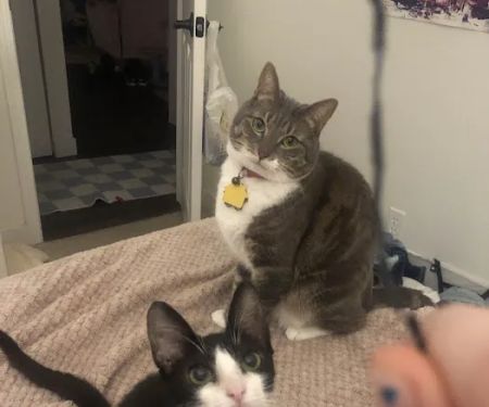 Meadows Cat Hospital