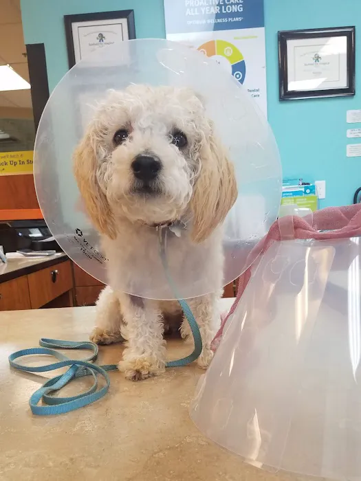 Banfield Pet Hospital Picture 4