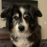 Cobblestone Animal Hospital ico