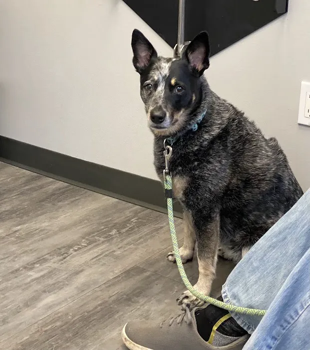 Cobblestone Animal Hospital Picture 4