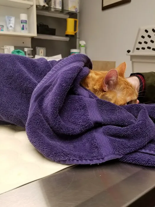 Issaquah Veterinary Hospital Picture 9