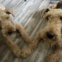Issaquah Veterinary Hospital ico