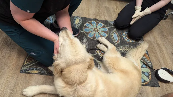 Issaquah Veterinary Hospital Picture 10