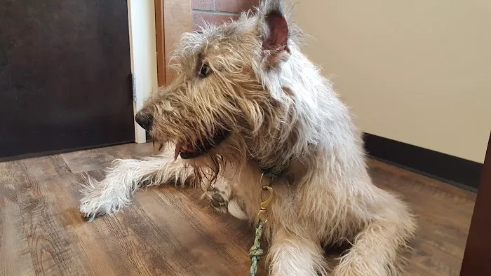 Annotto Bay Veterinary Clinic Picture 4