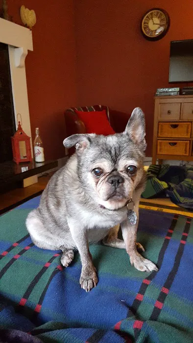 Annotto Bay Veterinary Clinic Picture 8