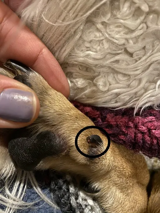 Annotto Bay Veterinary Clinic Picture 9