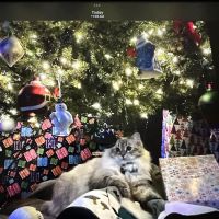 Siberian Blue Cattery ico
