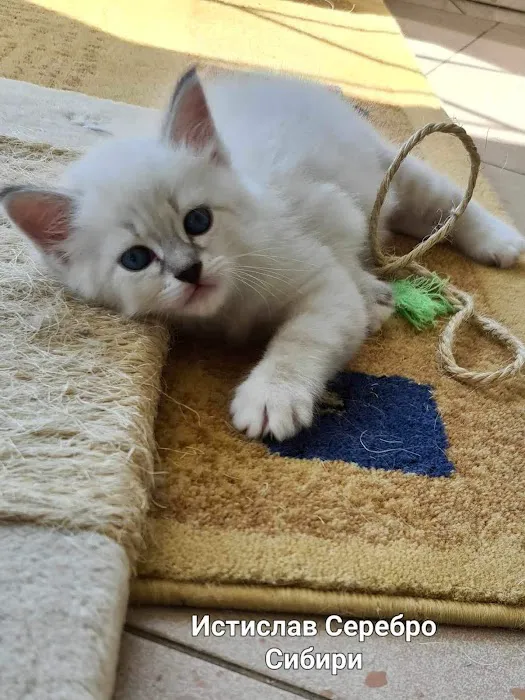Siberian Blue Cattery Picture 9