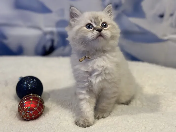 Siberian Blue Cattery Picture 3