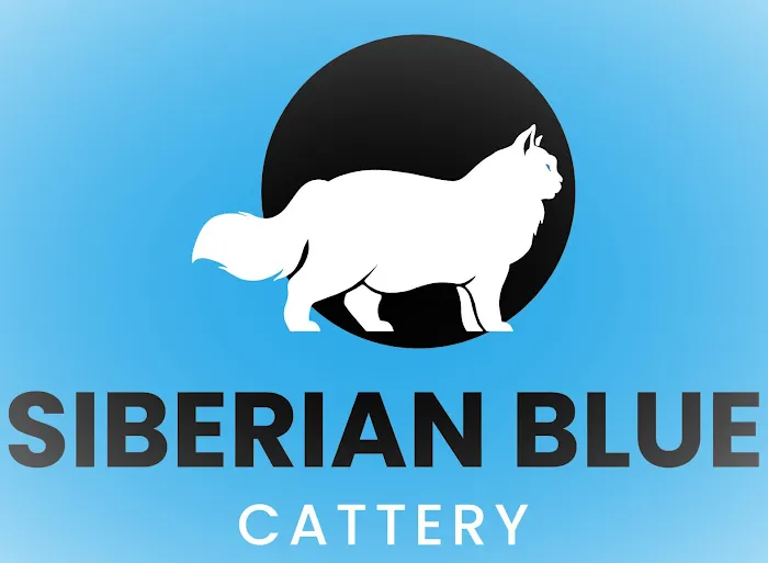 Siberian Blue Cattery Picture 6